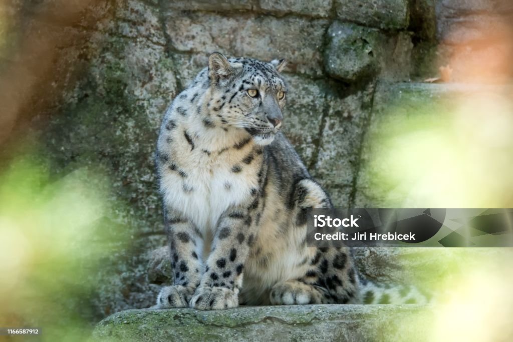 A Himalayan Snow Leopard Lounges On A Rock Beautiful Irbis In Captivity At  The Zoo National Heritage Animal Of Afghanistan And Pakistan Elegant Cat  Having Rest On The Stone Stock Photo -
