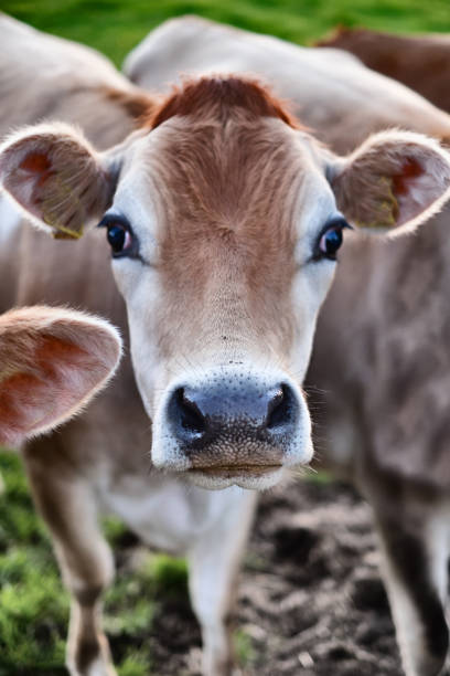 istock The head of a dairy cow 1166587937
