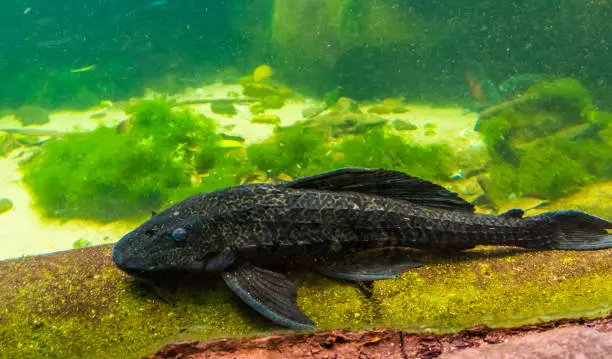 Photo of closeup of a suckermouthed catfish, popular spotted pleco for the aquarium, tropical fish specie from America