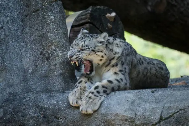 A Himalayan snow leopard (Panthera uncia) lounges on a rock, beautiful irbis in captivity at the zoo, National Heritage Animal of Afghanistan and Pakistan, elegant cat showing its teeth