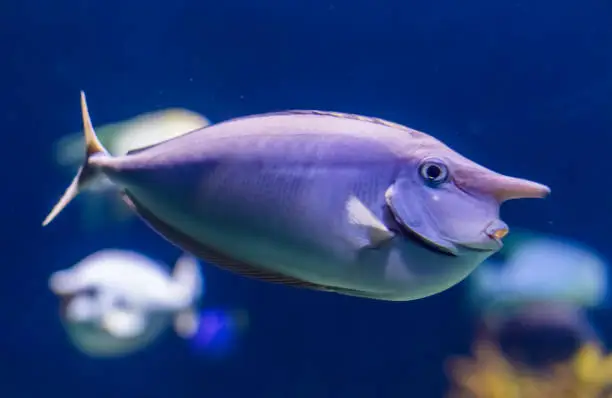 Photo of Unicorn fish in closeup, funny tropical fish specie, popular aquarium pet