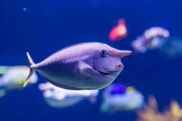 Photo of closeup portrait of a unicornfish, funny tropical fish specie, popular aquarium pet