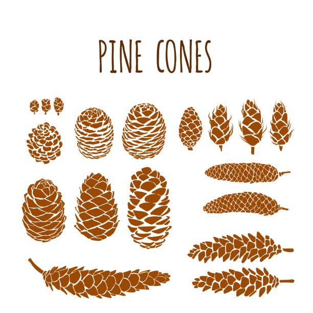Hand Drawn Pine Cones Vector Collection Set. Design Element for Autumn, Winter, Thanksgiving or Christmas Card Concept.