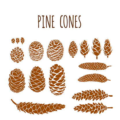 Hand Drawn Pine Cones Vector Collection Set. Design Element for Autumn, Winter, Thanksgiving or Christmas Card Concept.
