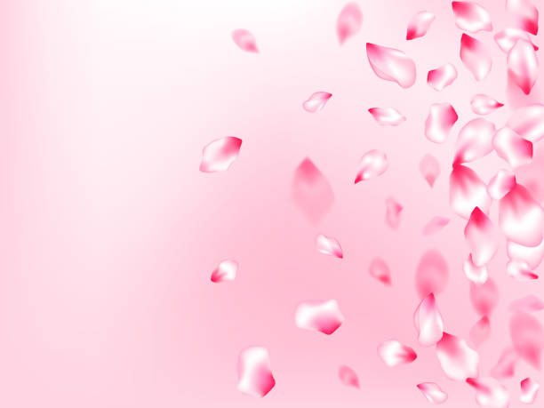 istock Japanese cherry blossom pink flying petals 1166592249