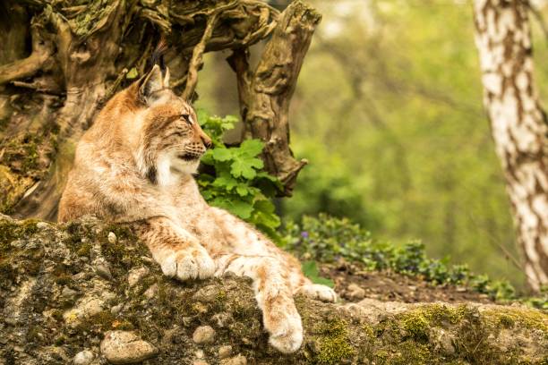 Close up portrait of European Lynx lying and resting in spring landscape in natural forest habitat, lives in forests, taiga, steppe and tundra, beautiful predator, wild cat animal in captivity, zoo stock photo