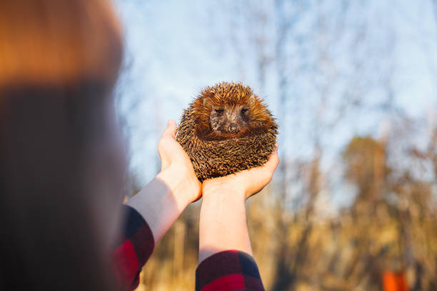 istock Girl holding a hedgehog on outstretched arms 1166593514