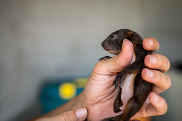 istock Baby squirrel in woman`s hands 1166593674