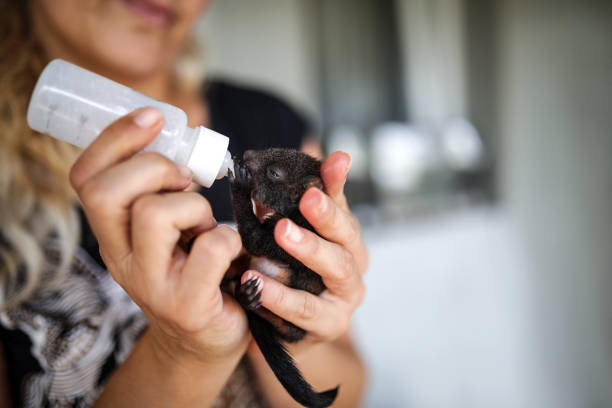 istock Woman feeding young baby squirrel 1166593794