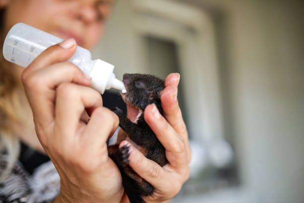 istock Rescued squirrel in animal rescue service 1166593803