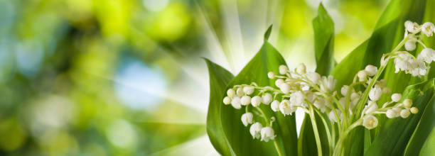 image de belles fleurs de source de lis de la vallée dans le jardin sur le fond vert brouillé. les lis de la vallée sont les premières fleurs en mai - may leaf spring green photos et images de collection