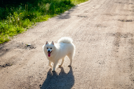 White dog - Japanese Spitz stands on the road on a Sunny day
