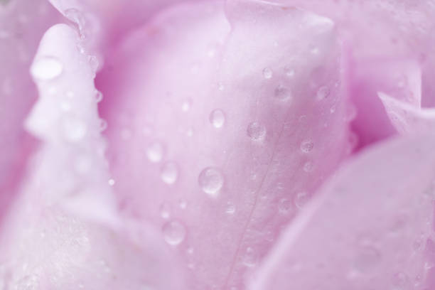 istock Tender pink rose petals with rain drops background macro 1166594889
