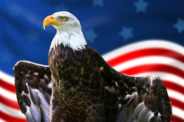 istock Majestic Bald Eagle spreading its wings against the American flag. 1166594950