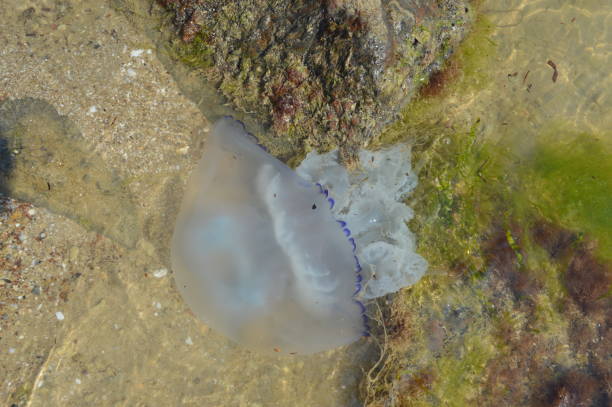 istock View of the seabed through the water 1166595059