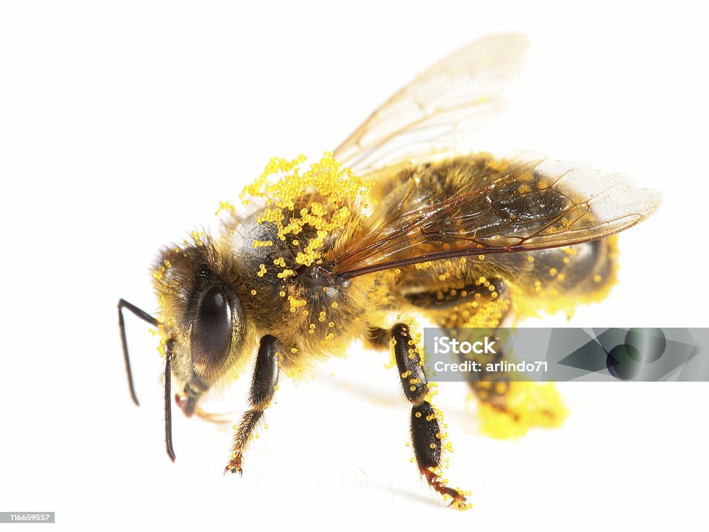 Pollen überdachte honeybee - Lizenzfrei Biene Stock-Foto