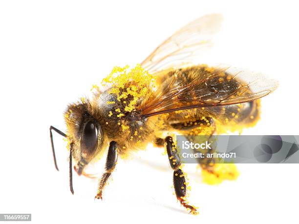 Pollen Überdachte Honeybee Stockfoto und mehr Bilder von Biene - Biene, Pollen, Bestäubung