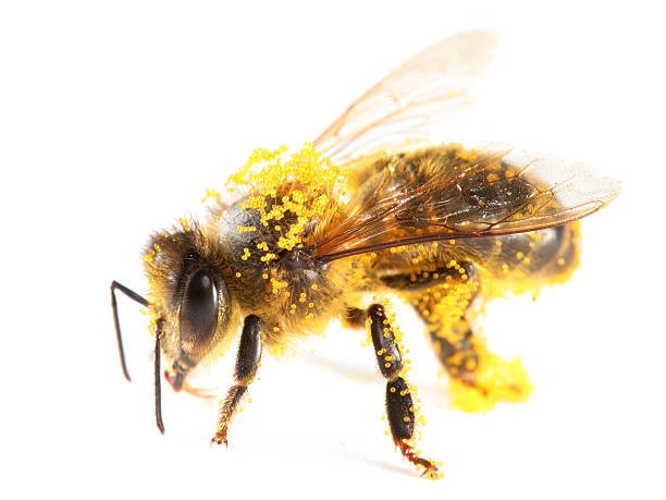 polline honeybee coperto - impollinazione foto e immagini stock