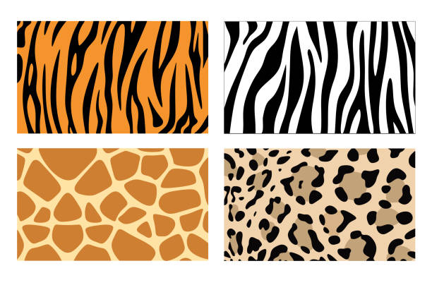 stockillustraties, clipart, cartoons en iconen met zebra, giraffe en leopard patronen. vector tiger strepen en jaguar spots bont, giraffe en zebra naadloze huid prints - zoo