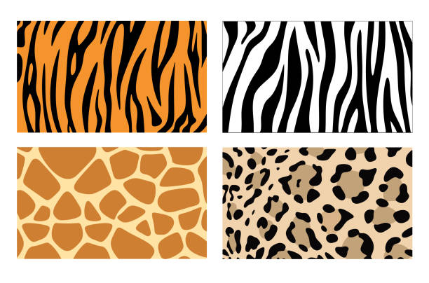 Zebra, giraffe and leopard patterns. Vector tiger stripes and jaguar spots fur, giraffe and zebra seamless skin prints Zebra, giraffe and leopard patterns. Vector tiger stripes and jaguar spots fur, giraffe and zebra seamless skin prints safari stock illustrations