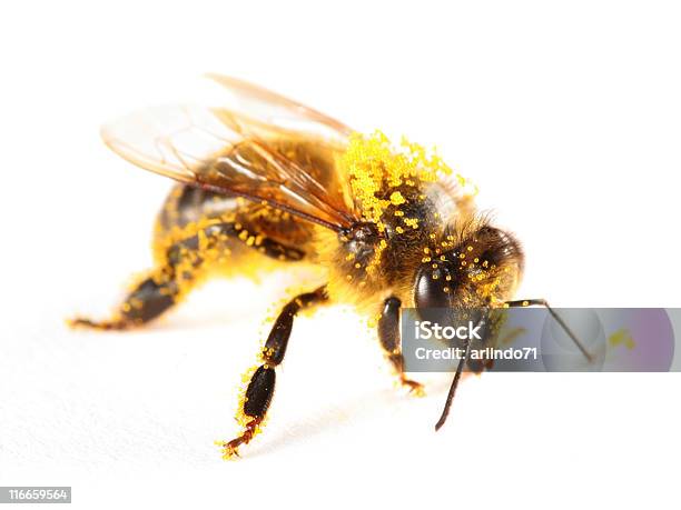 花粉カバー Honeybee - ハナバチのストックフォトや画像を多数ご用意 - ハナバチ, 白背景, カットアウト