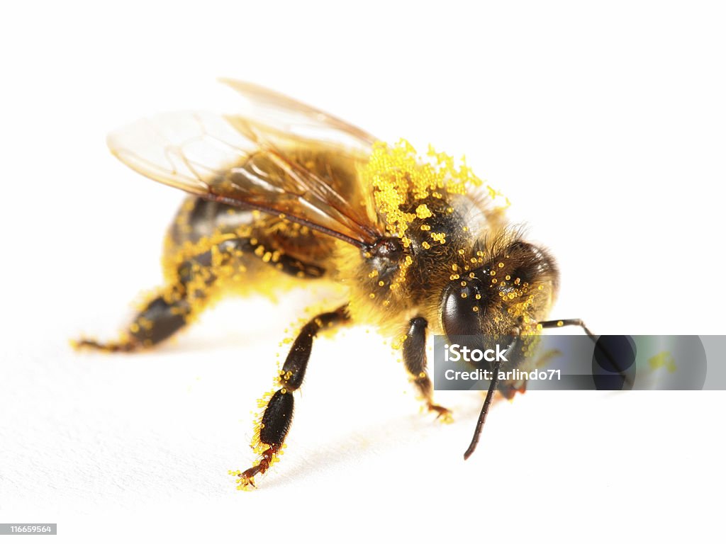 꽃가루 덮힘 꿀벌 - 로열티 프리 벌 스톡 사진