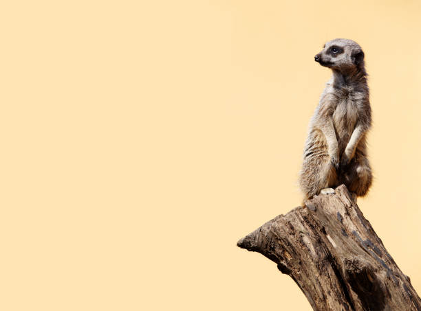 Cute meerkat on the lookout. Yellow background with space for text. stock photo