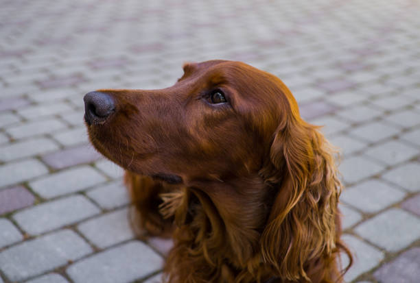 istock Red dog Irish Setter looks closely that they will tell her 1166598366