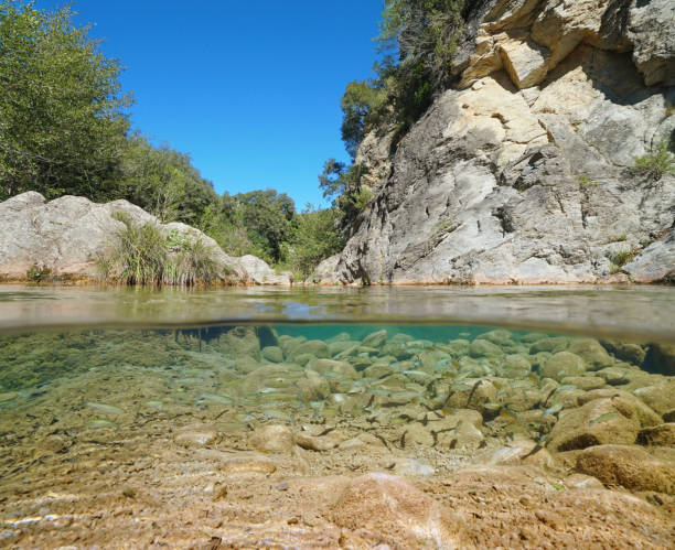 istock River with rocks and fish shoal underwater Spain 1166598470
