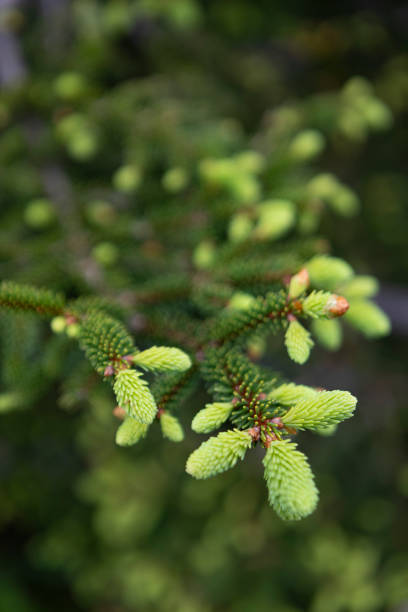 istock lush green sprouts of conifer 1166598571