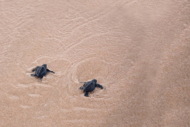 istock Baby turtles making it's way to the ocean 1166599458