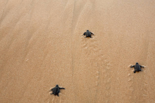 istock Baby turtles making it's way to the ocean 1166599474