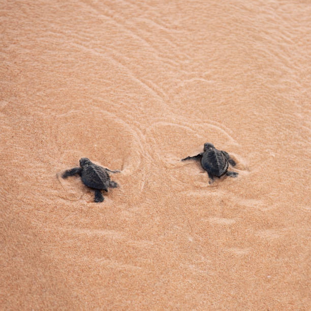 istock Baby turtles making it's way to the ocean 1166599493