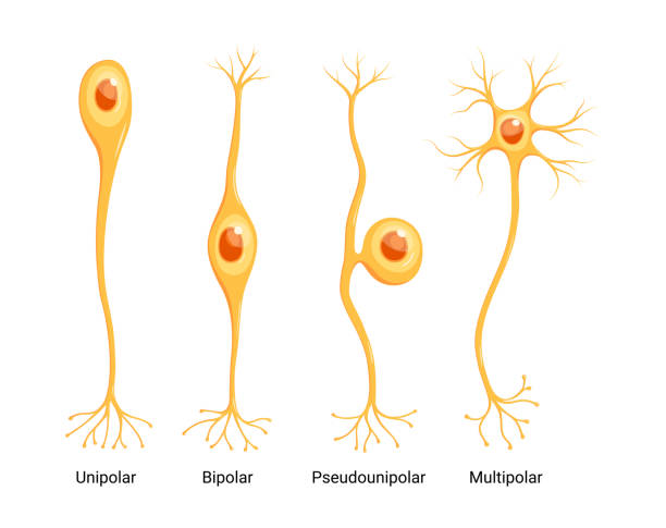 ilustraciones, imágenes clip art, dibujos animados e iconos de stock de tipos de neuronas vectoriales aisladas sobre fondo blanco - dendrita