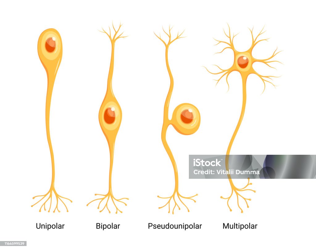 Neorune Types Vector Neuron Types Isolated On White Background Stock Illustration ...