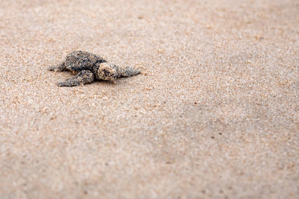 istock Baby turtles making it's way to the ocean 1166599556
