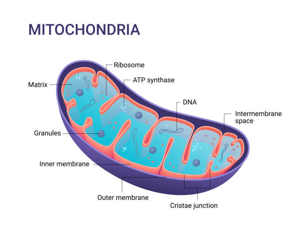 illustrazioni stock, clip art, cartoni animati e icone di tendenza di diagramma vettoriale dei mitocondri. vista sezione trasversale. infografica medica. - cellula umana