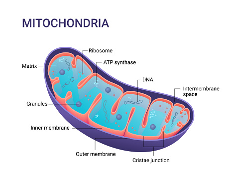 Vector diagram of Mitochondria. Cross-section view. Medical infographics.
