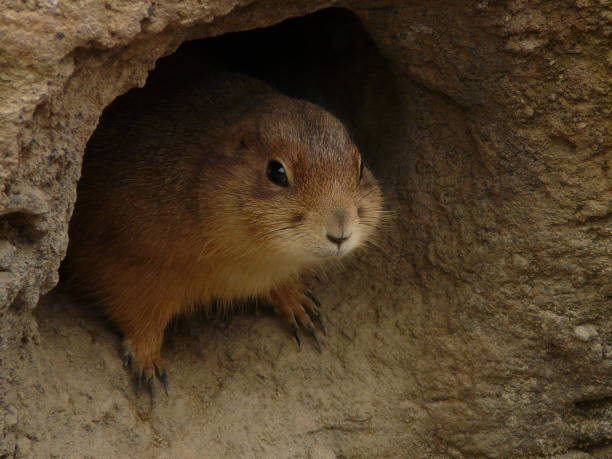 istock Prairie dog leaving the burrow 1166599706