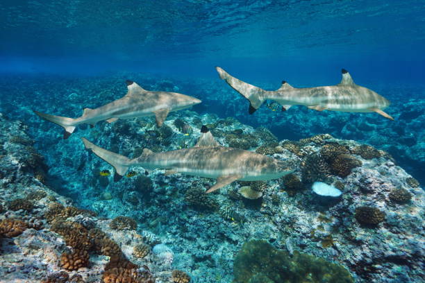 istock Sharks underwater and corals Pacific ocean 1166599738