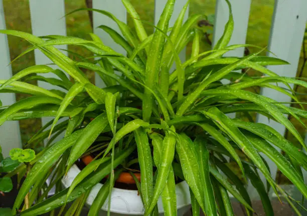 Spider-plant - a beautiful, easy-to-care houseplant, after rain