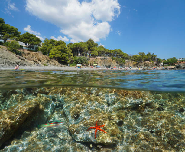 istock Spain beach starfish underwater Llanca Costa Brava 1166600938