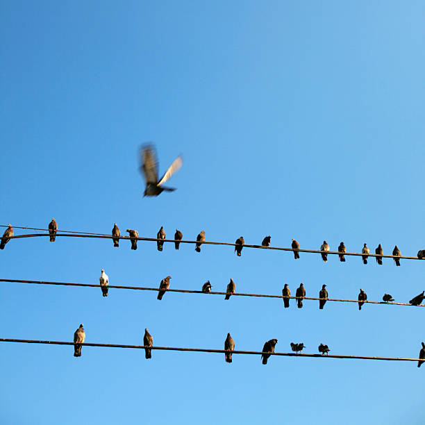 istock Birds on Telephone Wires 116660110