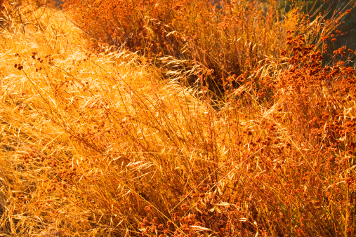 Autumn background with yellow grass and sunlight. Long grass in autumn forest.