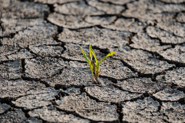 istock Lonely green sprout on lifeless soil cracked by drought. 1166603875