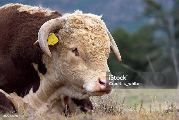 Foto de Touro Hereford e mais fotos de stock de Agricultura - Agricultura, Aluno de Primário, Animal