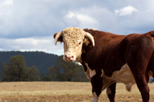 A high country Hereford bull standing in a paddock.