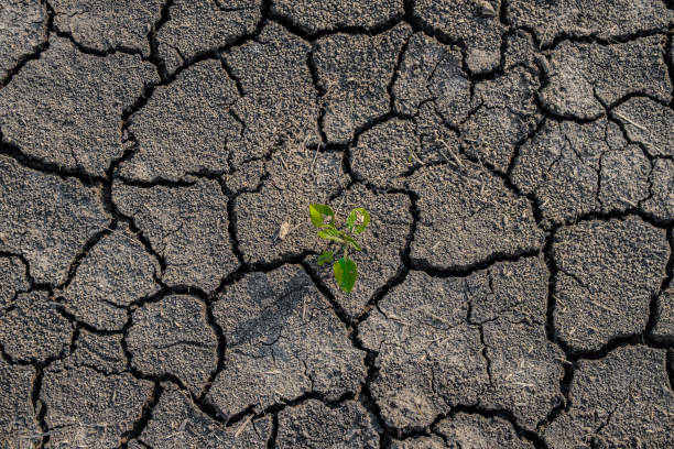 istock Lonely green sprout on lifeless soil cracked by drought. 1166605343