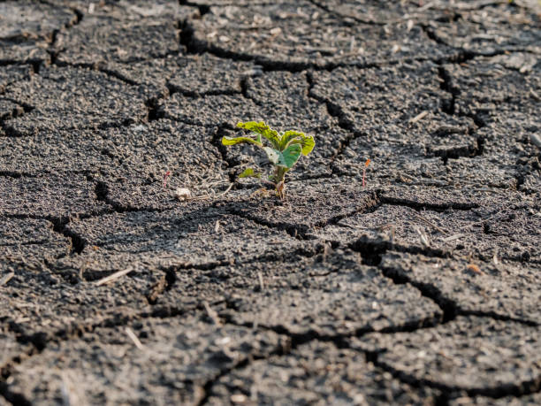istock Lonely green sprout on lifeless soil cracked by drought. 1166605443