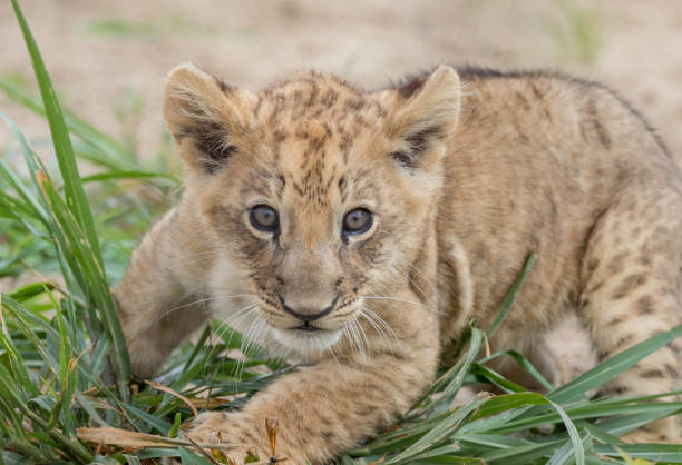 istock lion cub staring at the viewer 1166606617